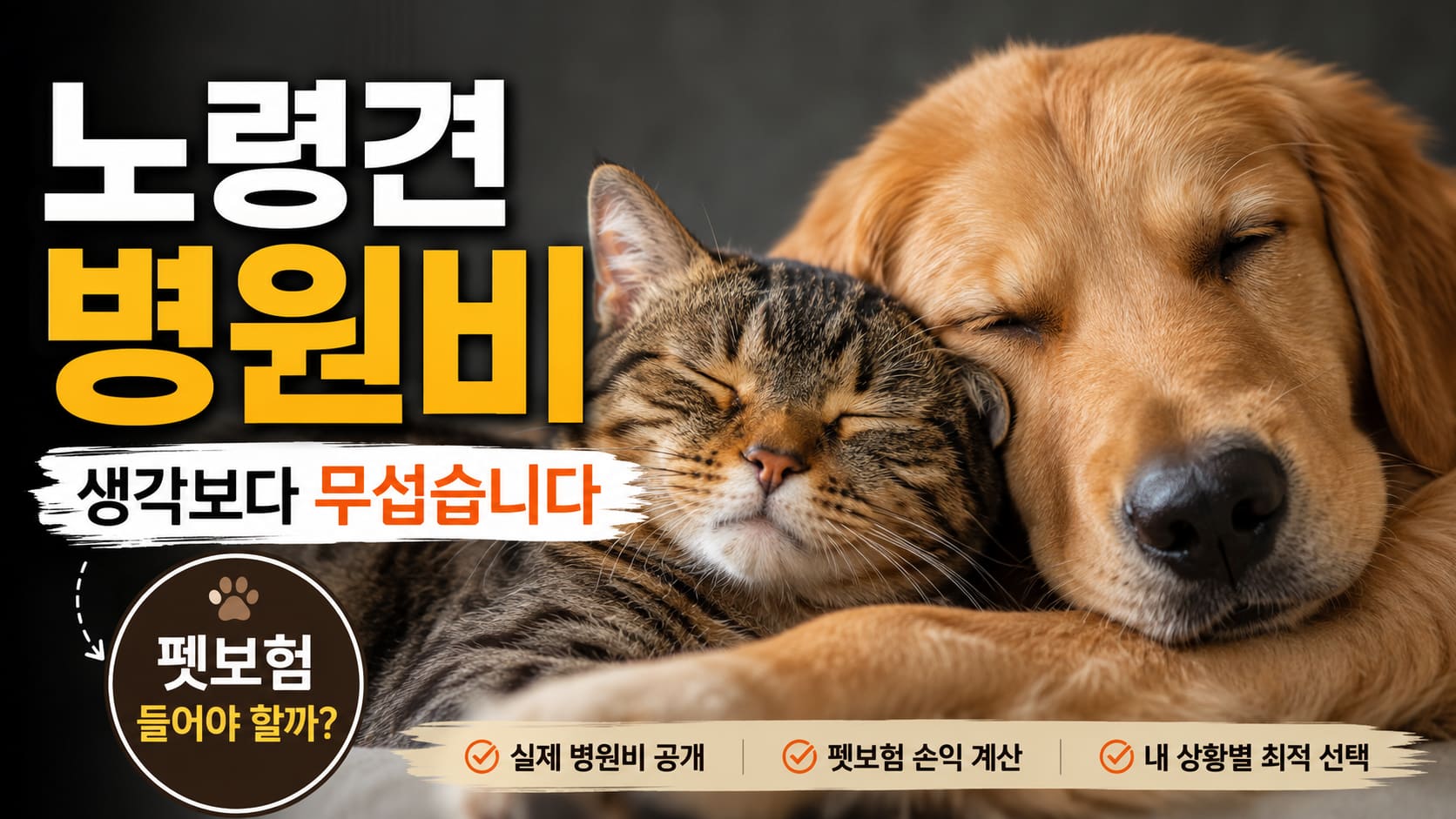 노령견 병원비와 펫보험 안내 썸네일